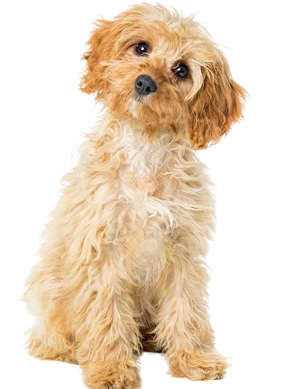 Puppy Hair Grooming