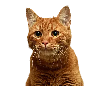 Cat Grooming Care